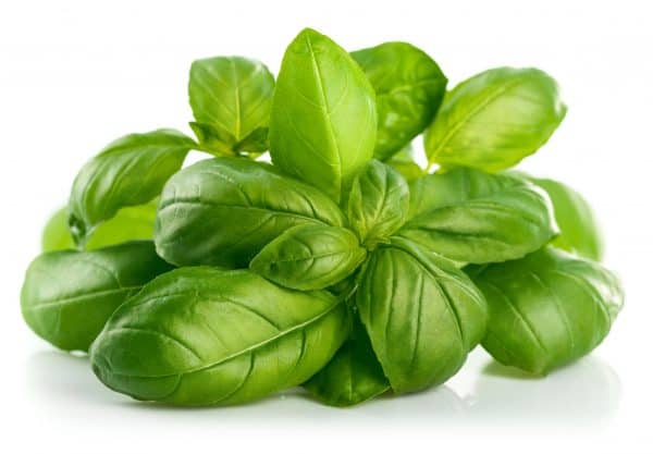 basil leaves - what repels mosquitoes