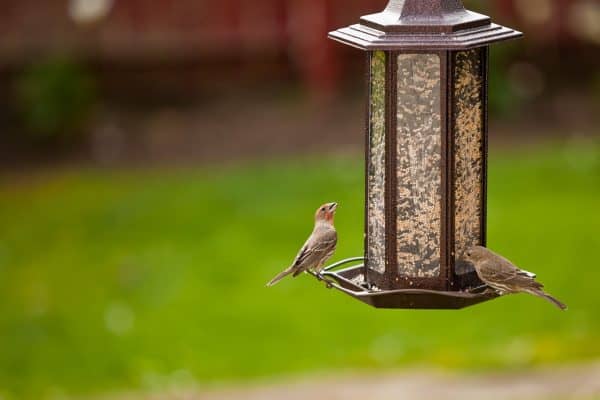 Squirrel proof bird feeder poles are one way of making sure your food is going to birds and not squirrels.