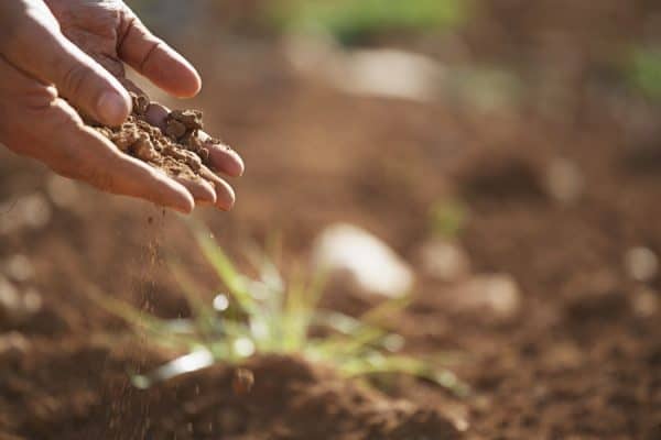 diatomaceous earth added on your compost pile for a better garden soil