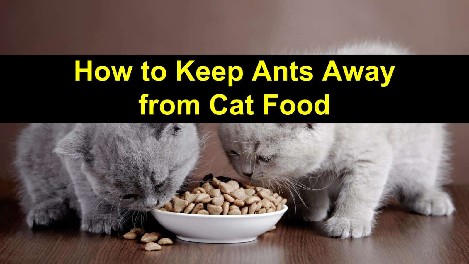 title img for how to keep ants away from cat food post