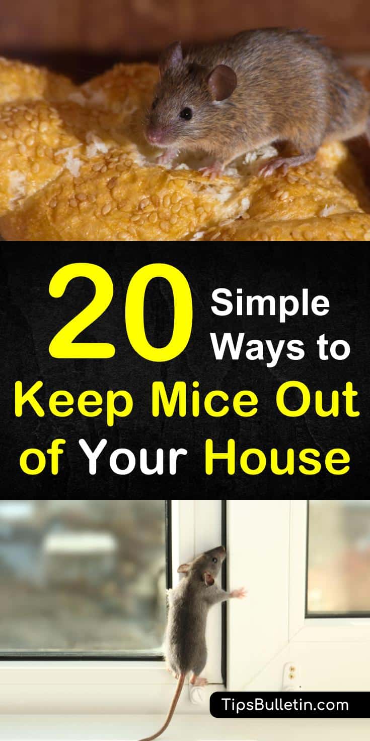 Find out 20 ways to keep mice out of your house with these DIY pest control techniques. Learn how to get rid of pesky rodents using peppermint oil and baking soda. Learn the unmistakable signs that signal your home may have a mouse problem. #micerepellent #getridofmice