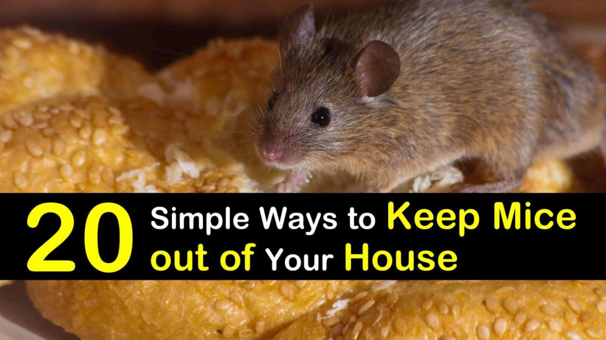 how to get mice out of your house quickly
