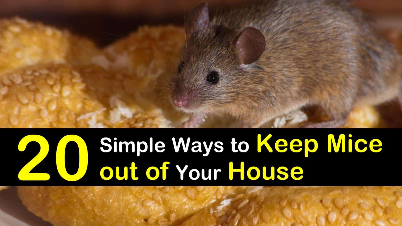 how to keep mice out of your house titleimg1
