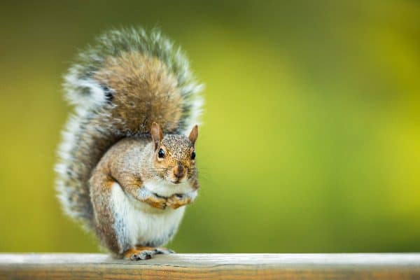 Want to know how to keep squirrels away from bird feeders? Keep reading to find out.