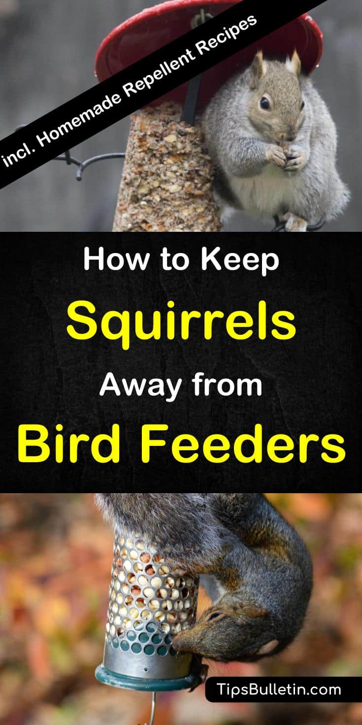 How to keep squirrels away from bird feeders - including recipes for DIY squirrel repellent spray. Covers DIY bird feeders and multiple alternative ways to repel squirrels from your hanging or pole bird feeder.