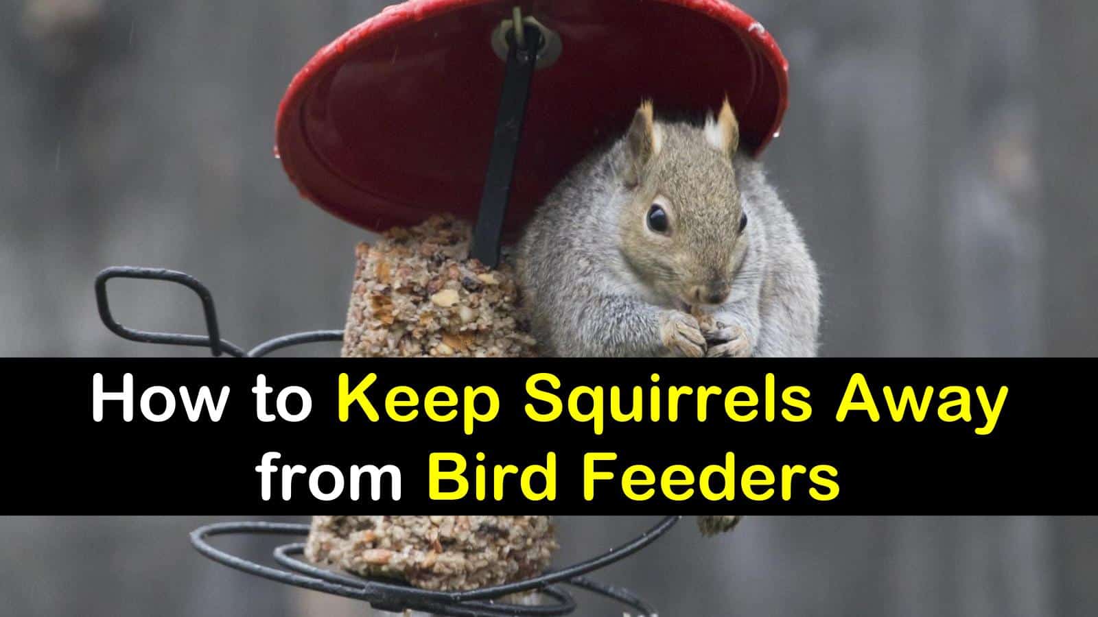 In this article, we're going to cover how to keep squirrels away from bird feeders.