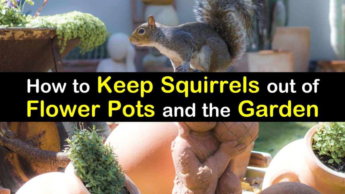 10 Smart Ways To Keep Squirrels Out Of Flower Pots The Garden this-easy-to-make-homemade-squirrel-repellent-spray-will-keep-the