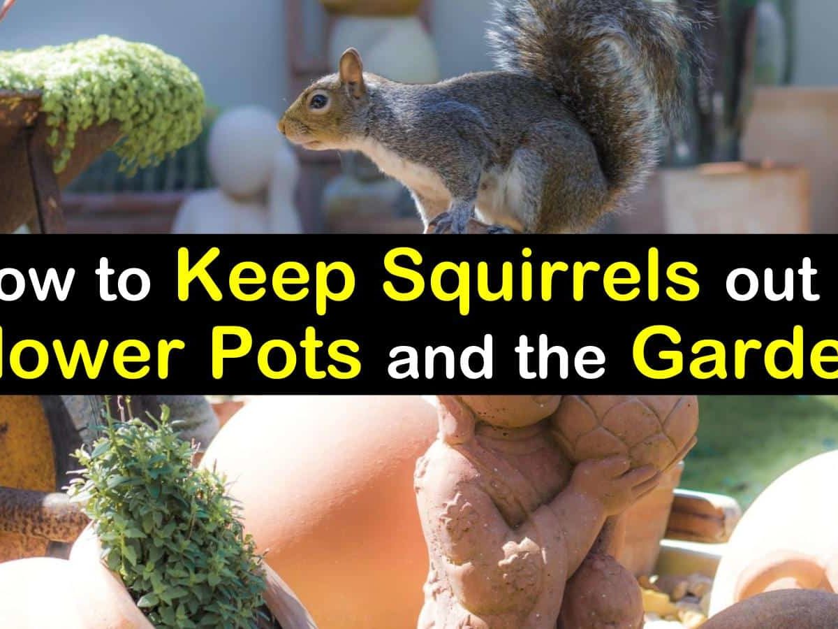 how to keep squirrels out of flower pots t1 1200x900 cropped