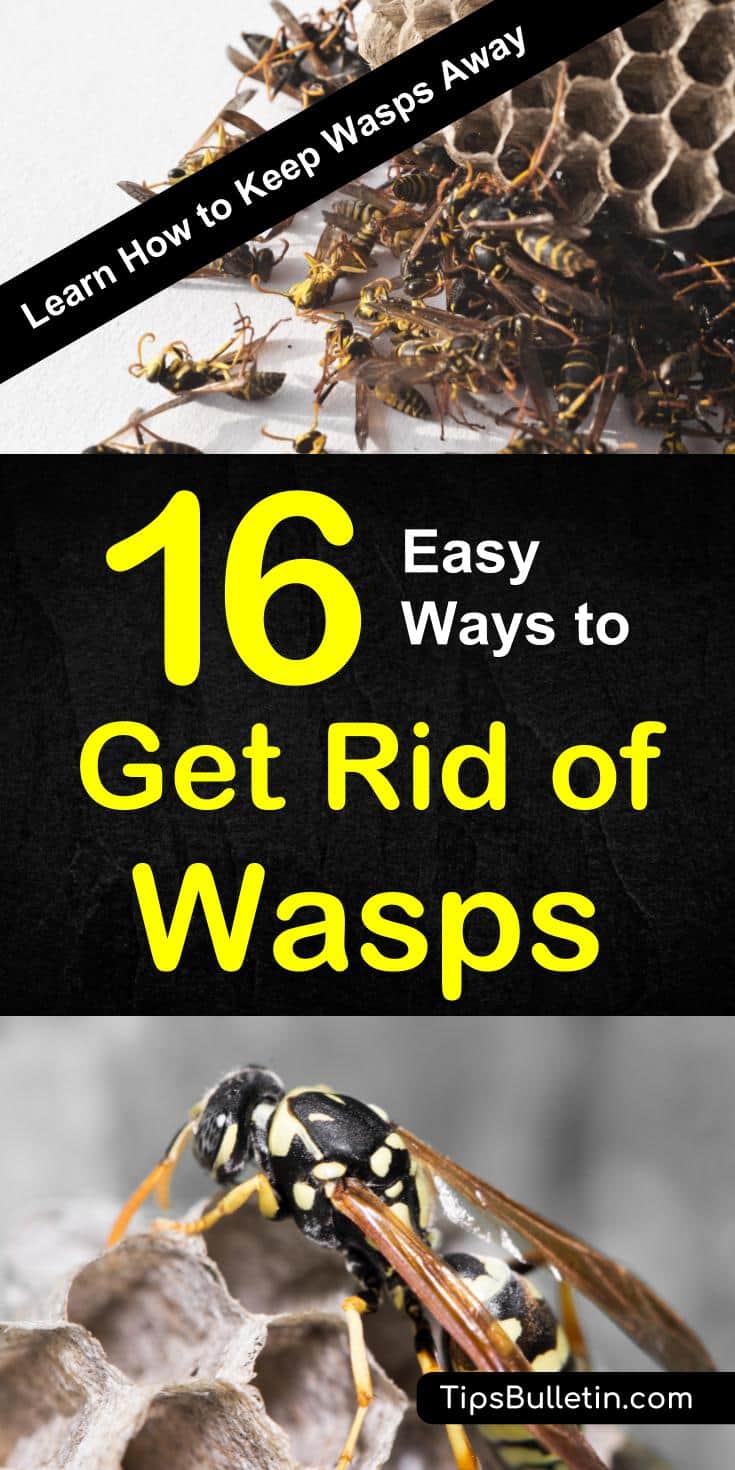 Learn how to keep wasps away with 16 tips and recipes to get rid of wasp nests naturally. Using traps, recipes, and plants to repel and kill wasps. Ideal for natural pest control around house and garden. #wasps #keepaway #repellent #traps #waspnest
