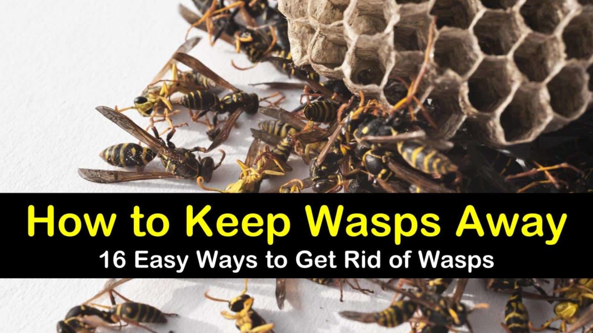 How to Keep Wasps Away - 16 Ways to Get Rid of Wasps
