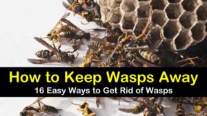 how to keep wasps away titlimg