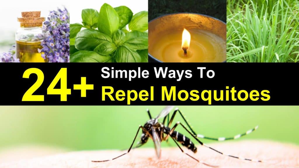 24+ Simple Ways to Repel Mosquitoes