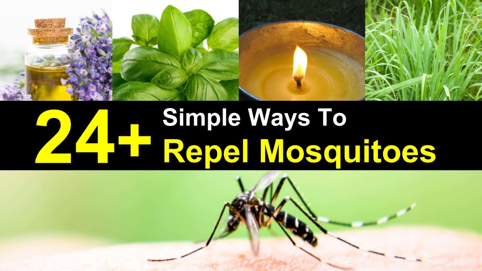 Natural Mosquito Repellents | ecogreenlove