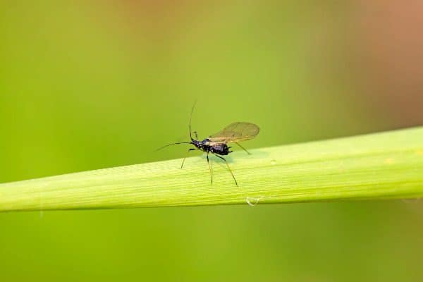 One of the peppermint oil uses is against aphids.