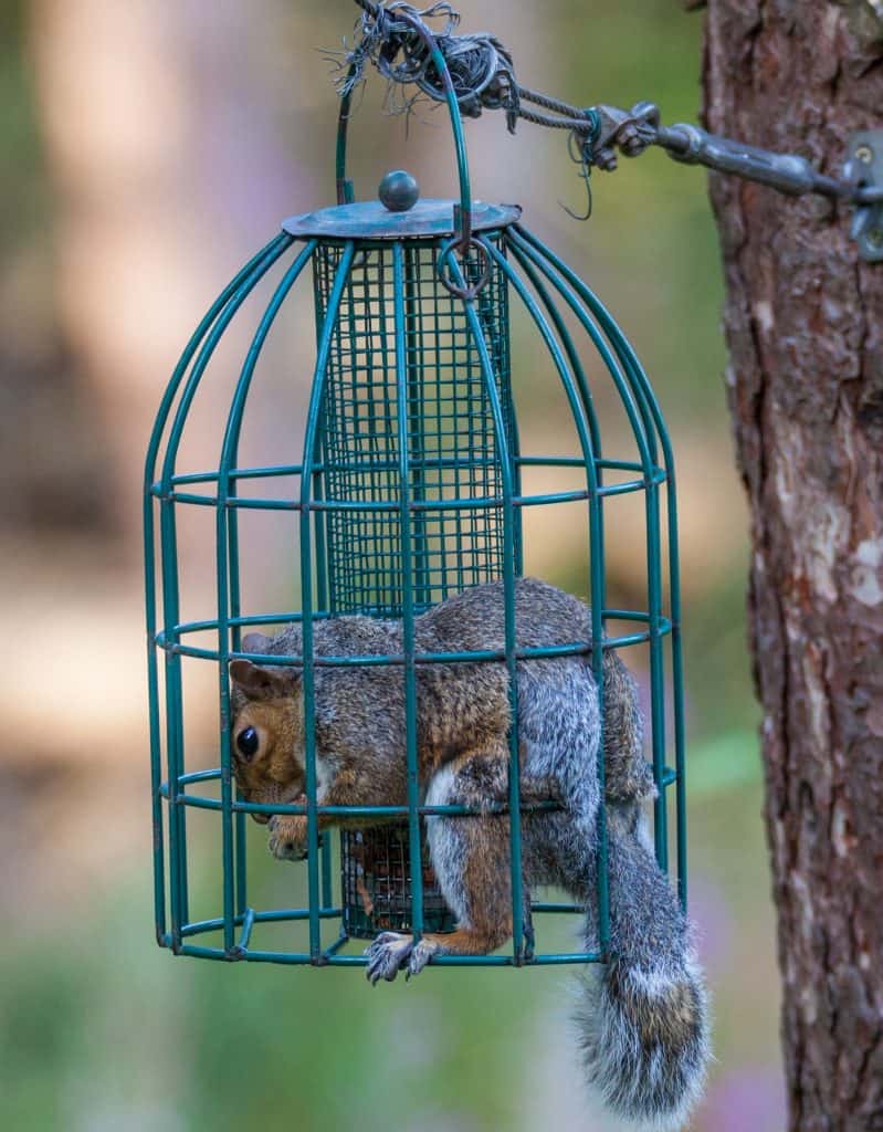 How To Keep Squirrels From The Bird Feeder Richardson Chisherm1996 how-to-keep-squirrels-from-the-bird-feeder-richardson-chisherm1996