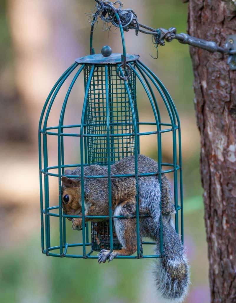 12+ Crafty Ways to Keep Squirrels Away from Bird Feeders