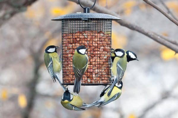 Once you find the best squirrel proof bird feeder, sit back and watch birds enjoy their food.
