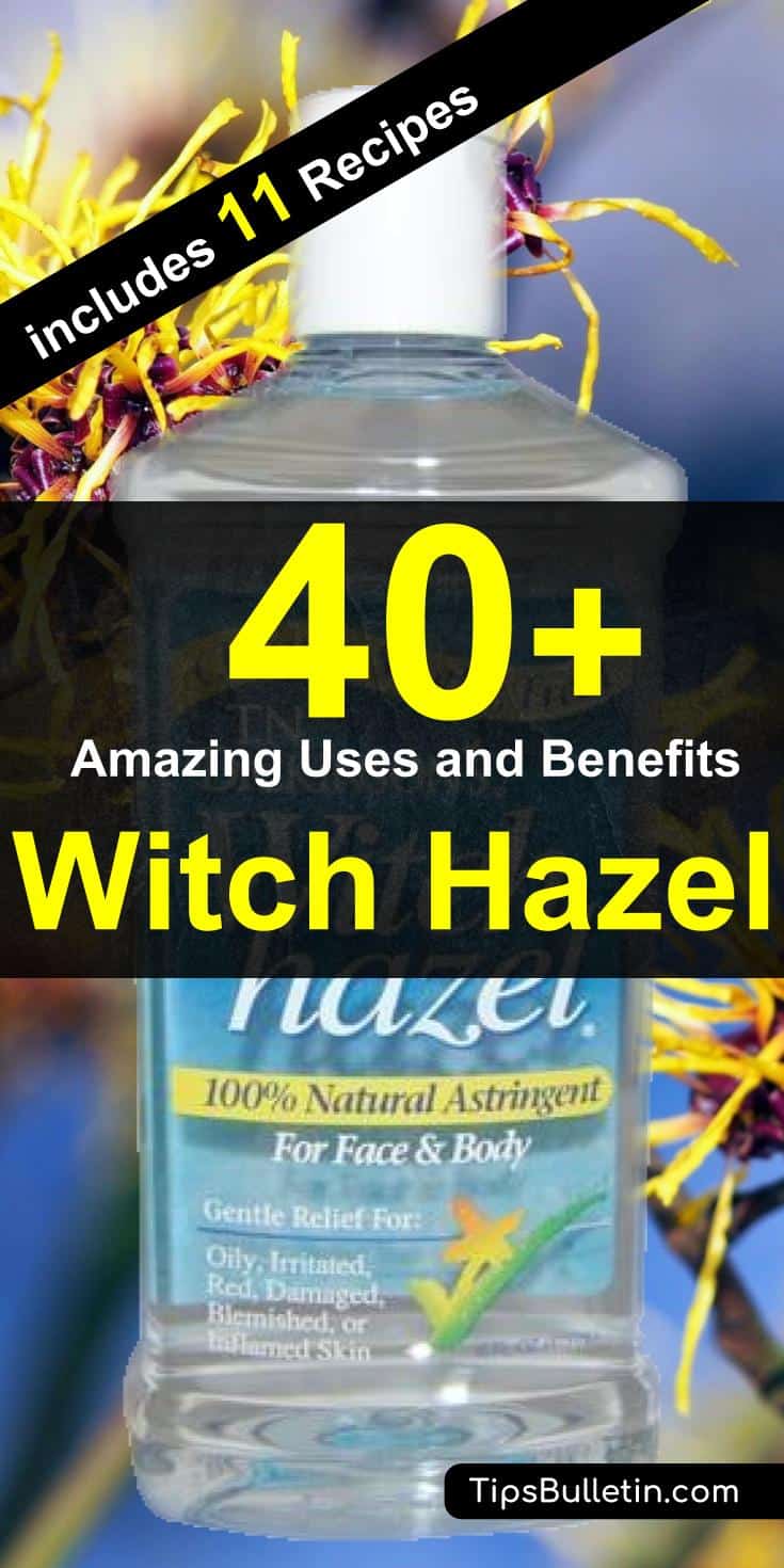 40 Amazing Witch Hazel Uses and Benefits. With detailed tips on using witch hazel for acne, face, beauty, as a toner for skin, in combination with essential oils and also for dogs and plants. Includes eleven witch hazel recipes and remedies tips.