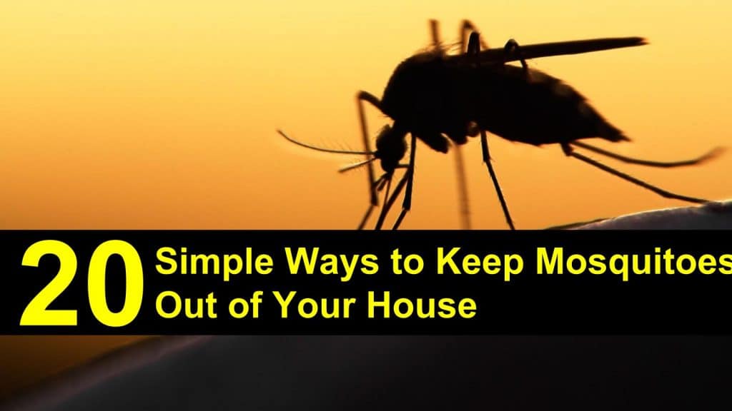 mosquitoes
