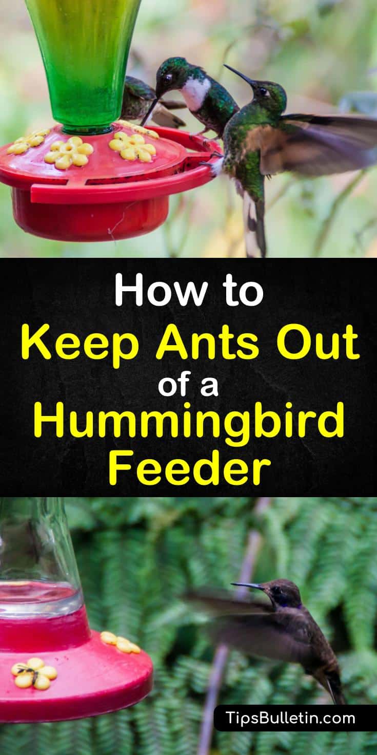 Find out how to keep ants out of hummingbird feeder with these simple tips and tricks. Learn how to get rid of ants easily and keep the hummingbirds happy. These simple techniques will also help keep ants out of the bird feeders in your backyard. #keepantsout #hummingbirdfeeders