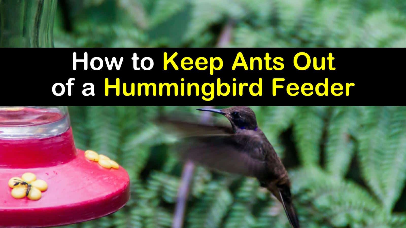 How to Keep Ants Out of a Hummingbird Feeder titleimg1
