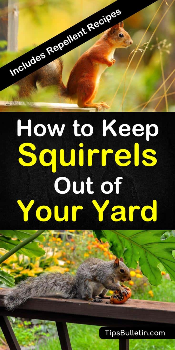 Tips and tricks for how to keep squirrels out of your yard. Learn the best ways to keep pesky squirrels from getting into your bird feeders and ruining your flower beds using tried and true methods and DIY natural squirrel repellent. #keepsquirrelsout #squirrelfreeyard