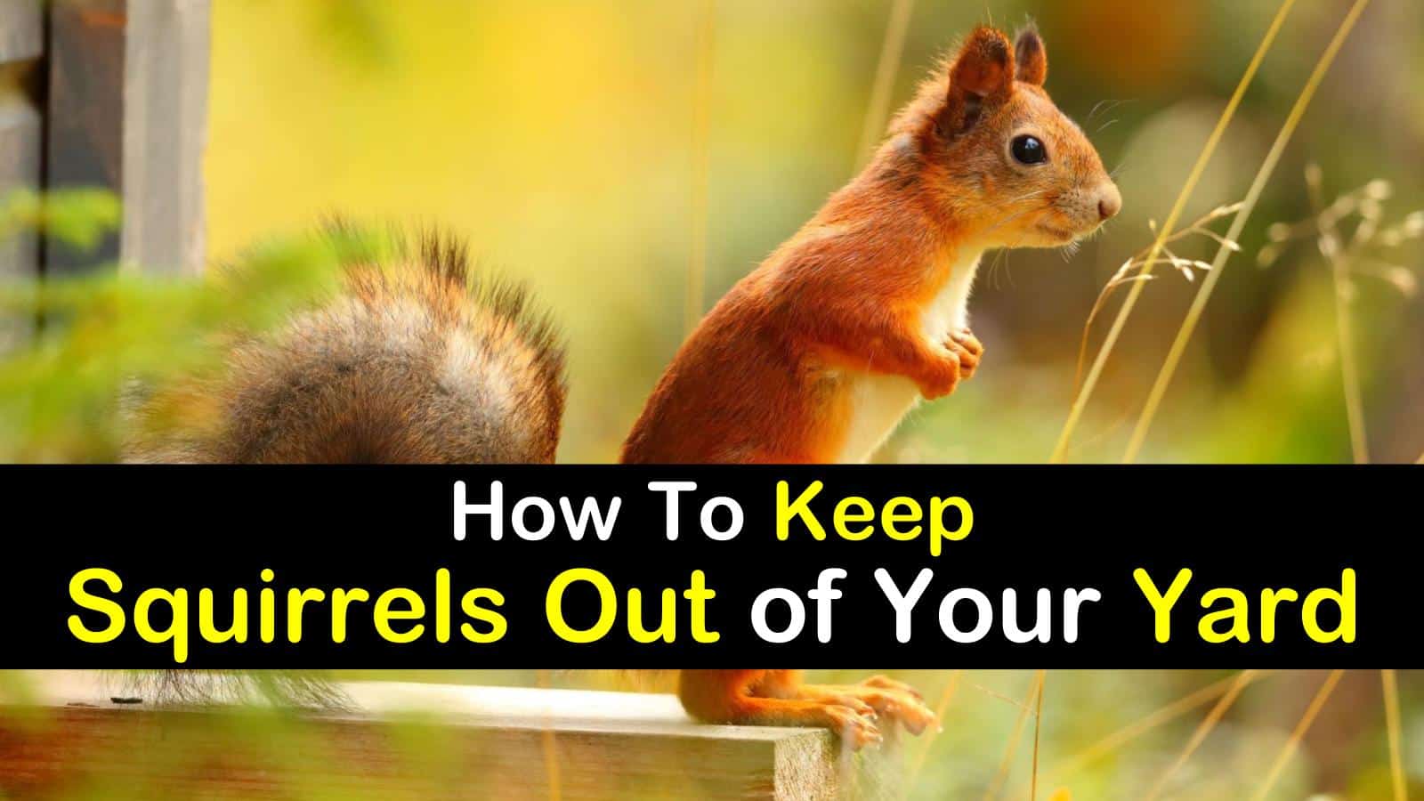 17 Incredibly Easy Ways To Keep Squirrels Out Of Your Yard