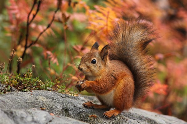 Find out how to keep squirrels out of your yard because they can cause damage to your lawn and property.