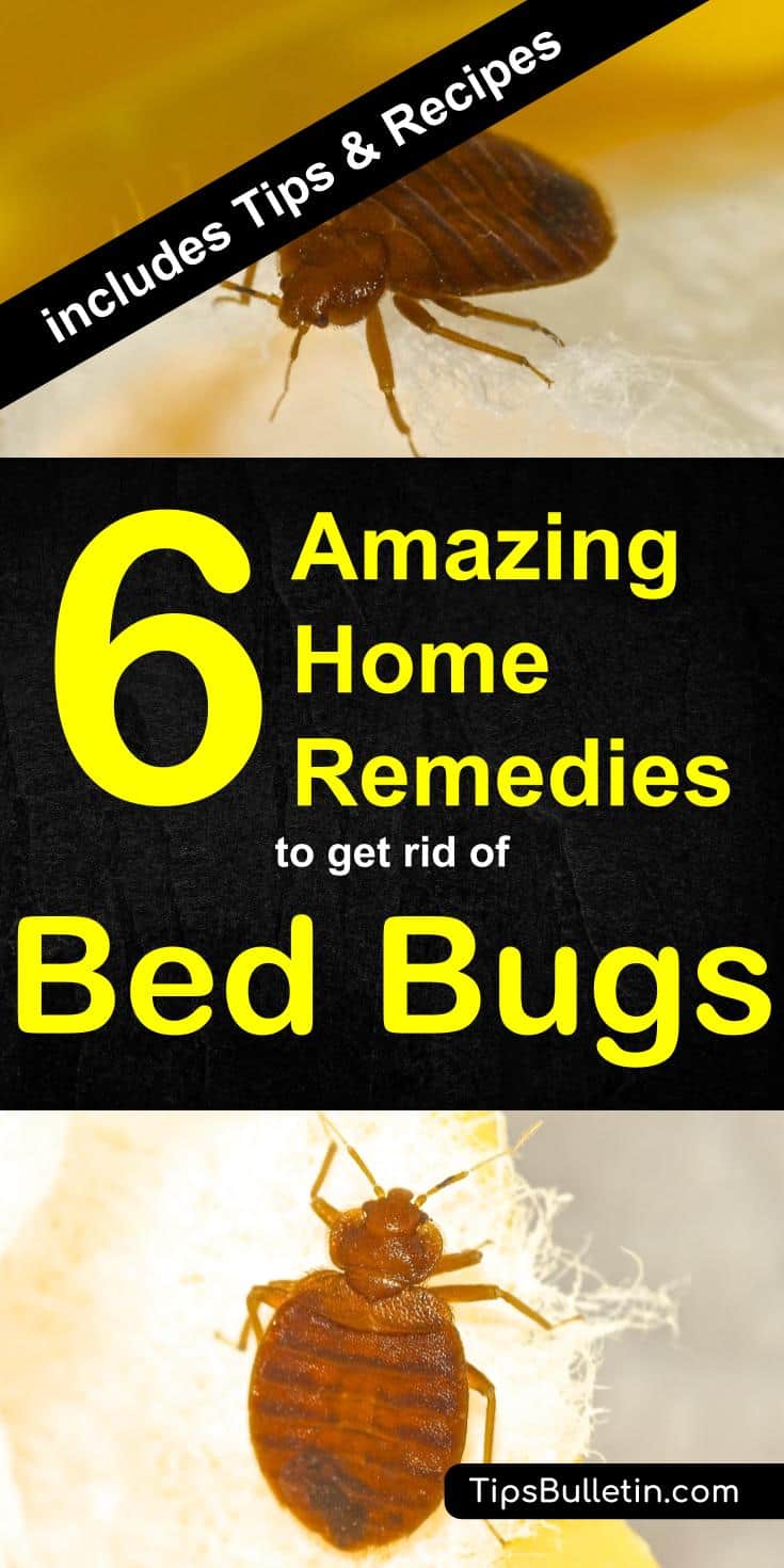 6 Home Remedies To Get Rid Of Bed Bugs Incl Recipes