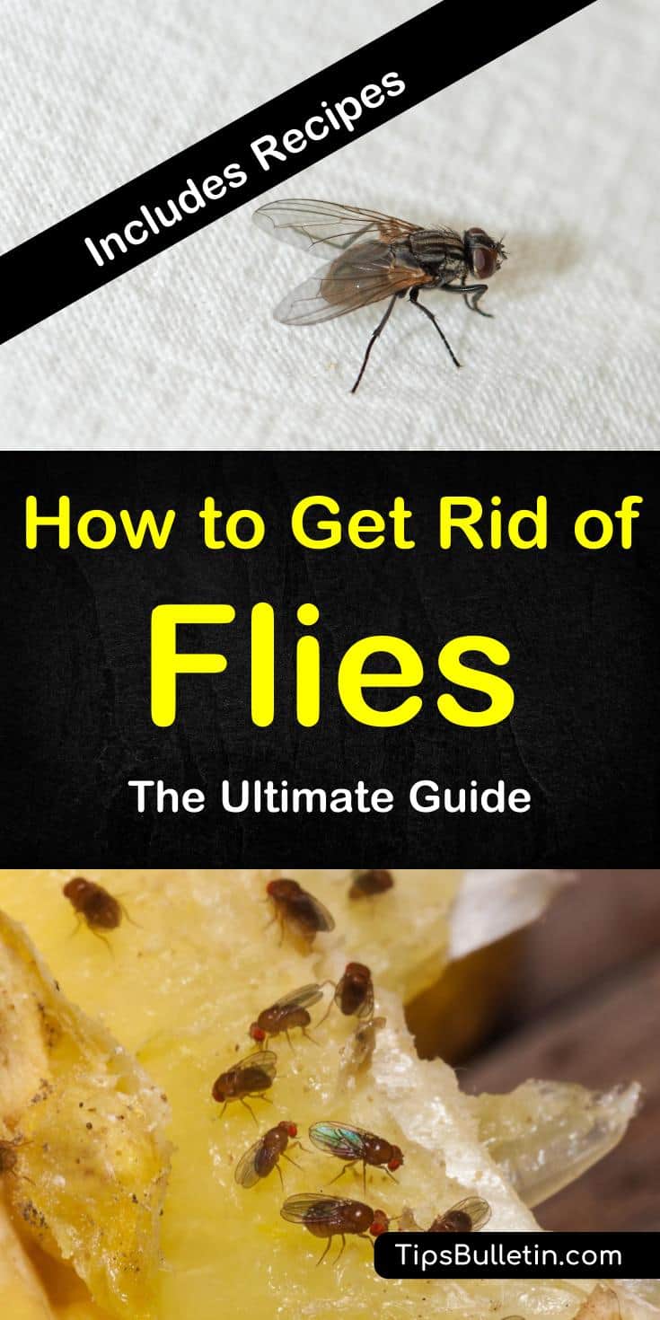 How to get rid of flies - the ultimate guide. With detailed information on DIY fly traps, flypaper recipe, drain and cluster flies, how to get rid of fruit flies using cider vinegar traps.