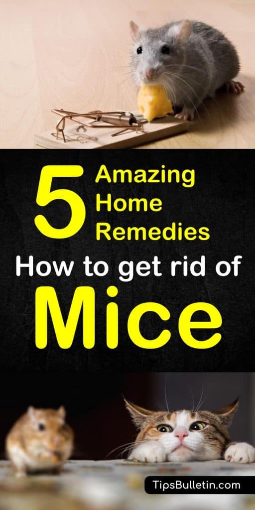 How can you get rid of mice