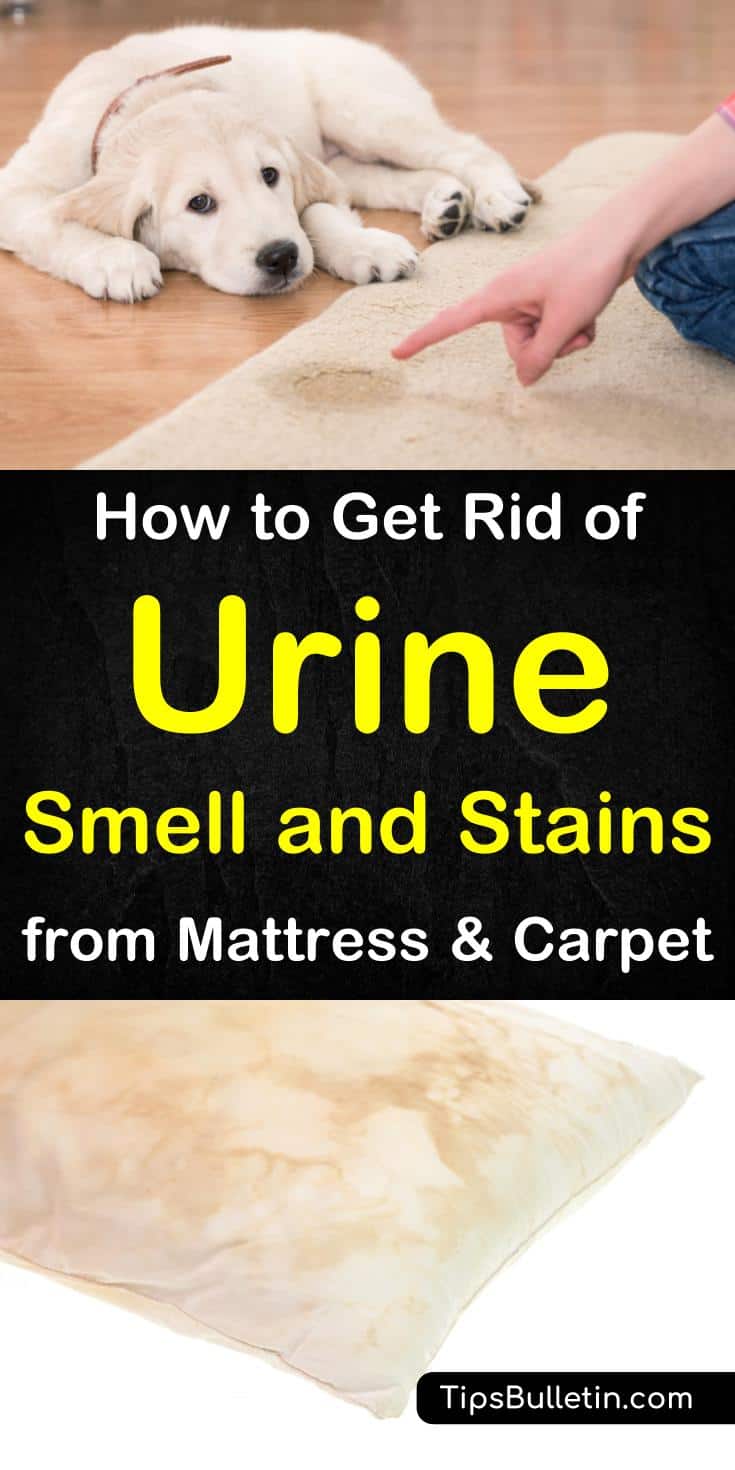 How to Get Rid of Urine Smell and Stains from Mattress and Carpet. Tips on removing pet odor from cats or dogs as well as how to best get urine smell out of carpet and a mattress. Best ways to keep your bathroom clean by removing urine stains.#carpetcleaning #urine #odor