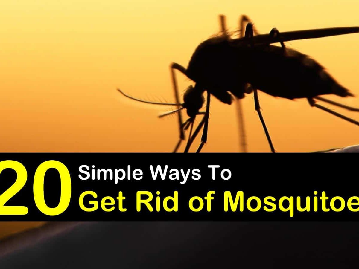 how to keep mosquitoes way get rid of t1 1200x900 cropped