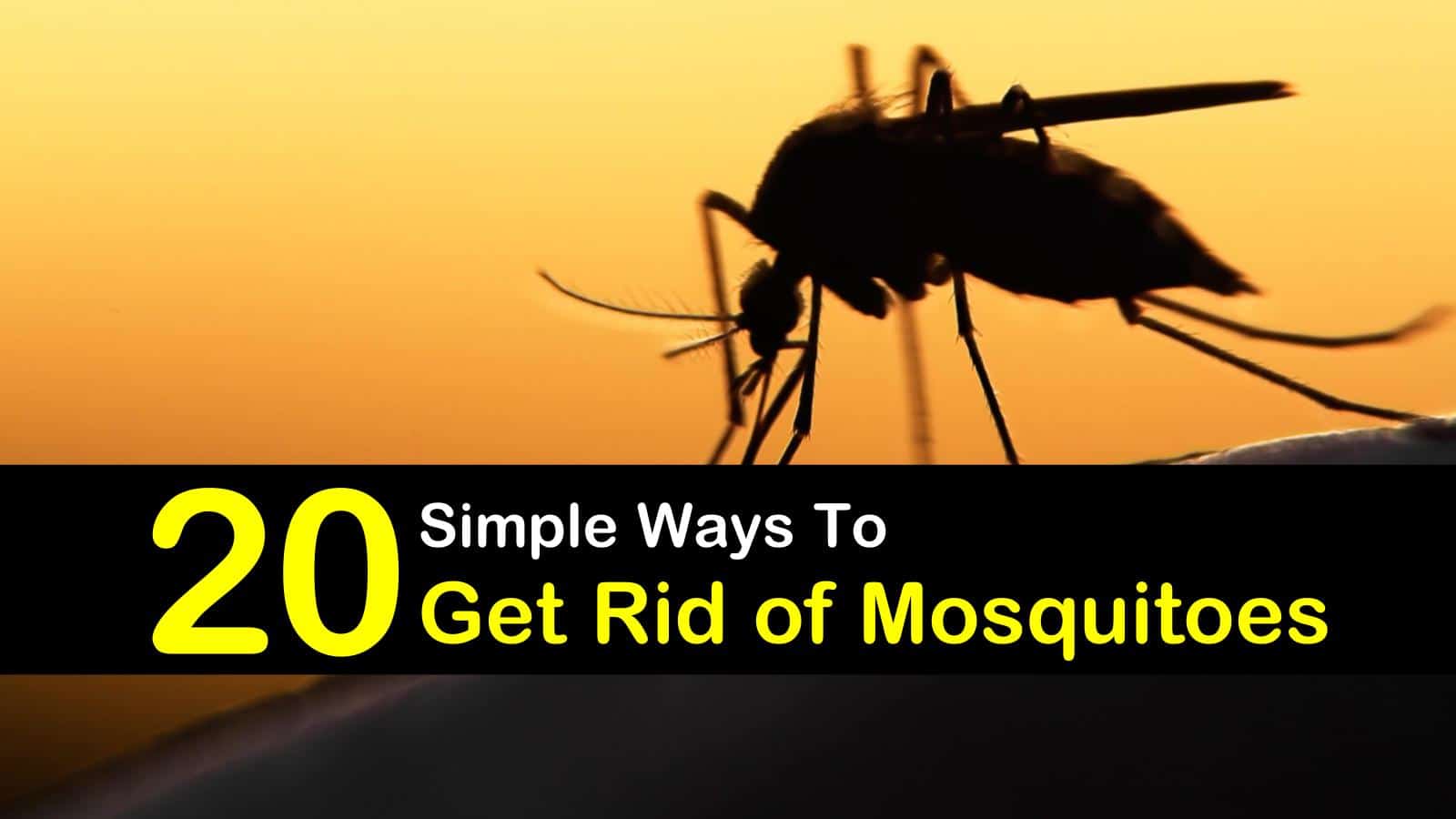 How to kill mosquitoes in your room