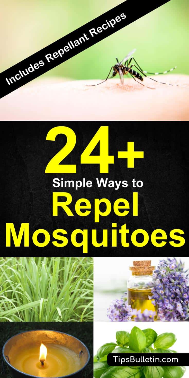 24+ ways to repel mosquitoes at indoors and in your backyard. With tips on how to repel using plants, essential oils, garlic, citronella candles, basil leaves, clove, mint, rosemary, colors including how to make various mosquito repellent sprays.#mosquitoes #repel #howto