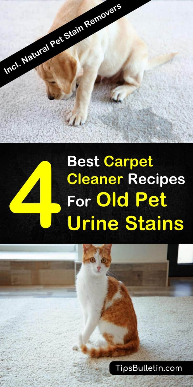 Find the 7 best carpet cleaners for old pet stains. Learn how to remove poop and urine smells from your carpet, rugs and upholstery using ingredients like baking soda, essential oils, and white vinegar. These homemade odor eliminator sprays will help eliminate pet odors from your house. #petstains