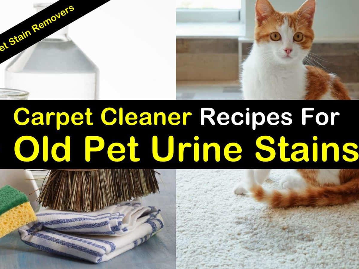 How To Remove The Odor Of Dog Urine From Carpets - Dengarden