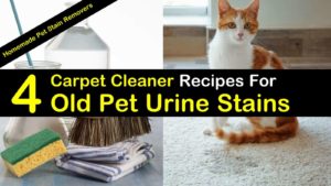 4 Best Carpet Cleaner Recipes For Old Pet Urine Stains titleimg1