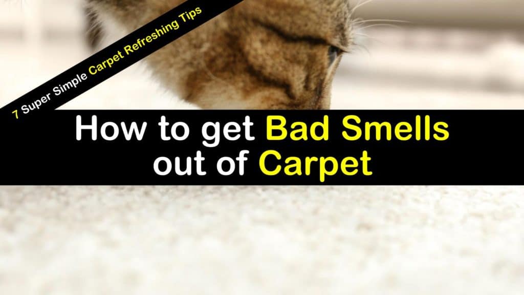 How to Get Bad Smells and Odors Out of Carpet - 7 Carpet Refreshing Tips