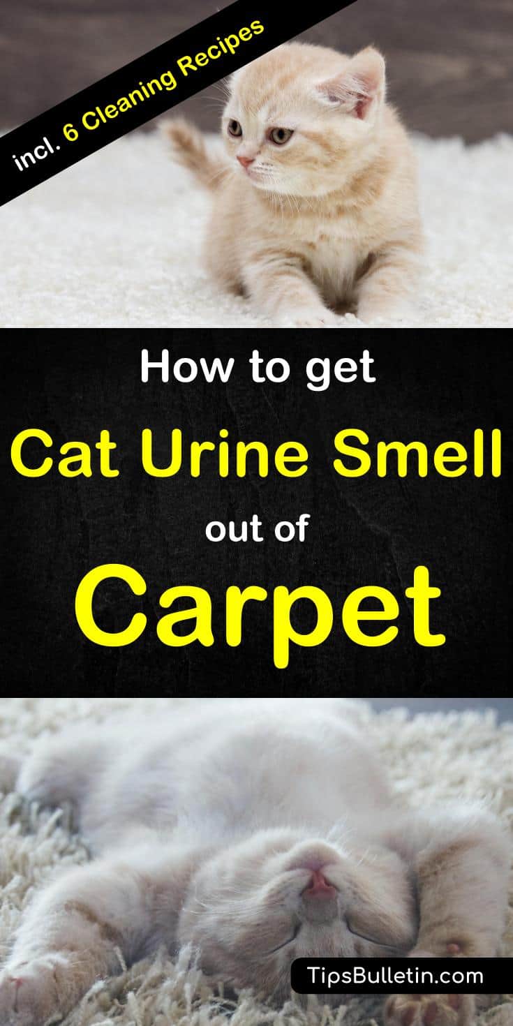 Find out how to get cat urine smell and pet odors out of the carpet with 6 tips and cleaning recipes. Includes homemade enzymatic cleaner and simple carpet cleaning solutions based on baking soda, vinegar, and hydrogen peroxide. #caturine #peturine #carpetcleaning #urinesmell #odor