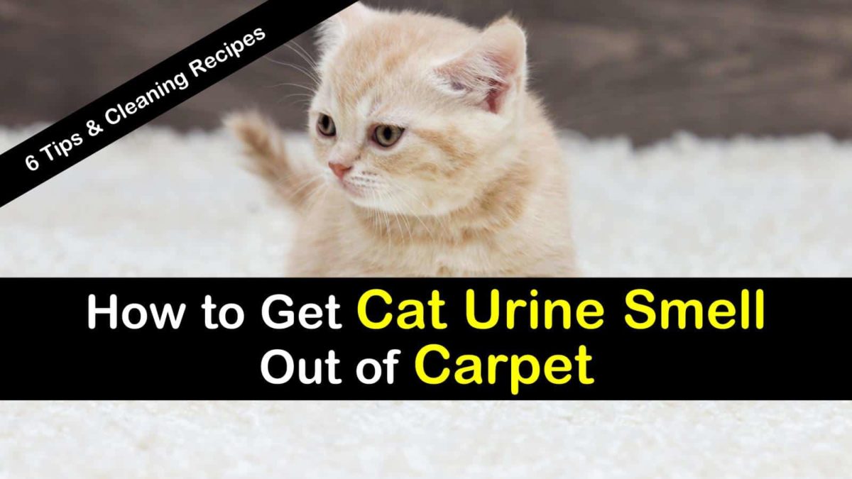 cat urine smell in carpet home remedies