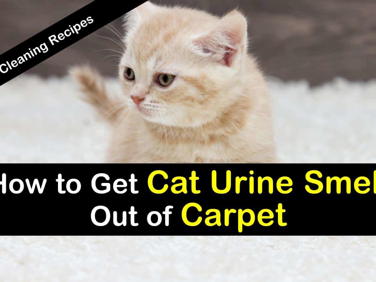 29 Clever Ways to Get Urine Smell Out of Carpet