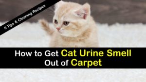 how to get cat urine smell out of carpet titlimg