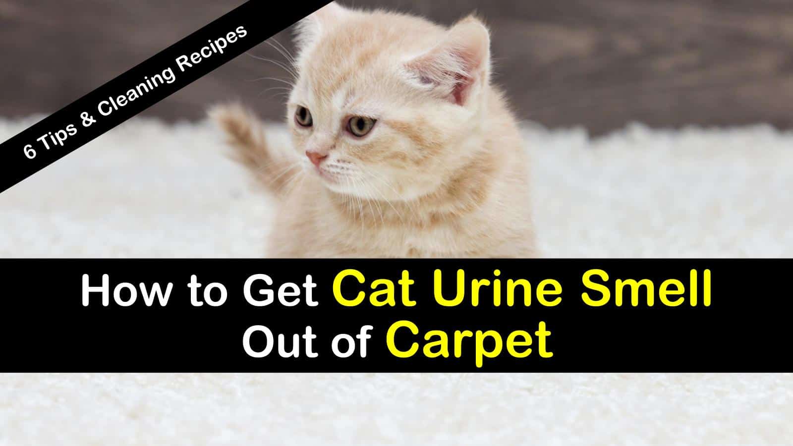 how to remove old cat urine smell from carpet