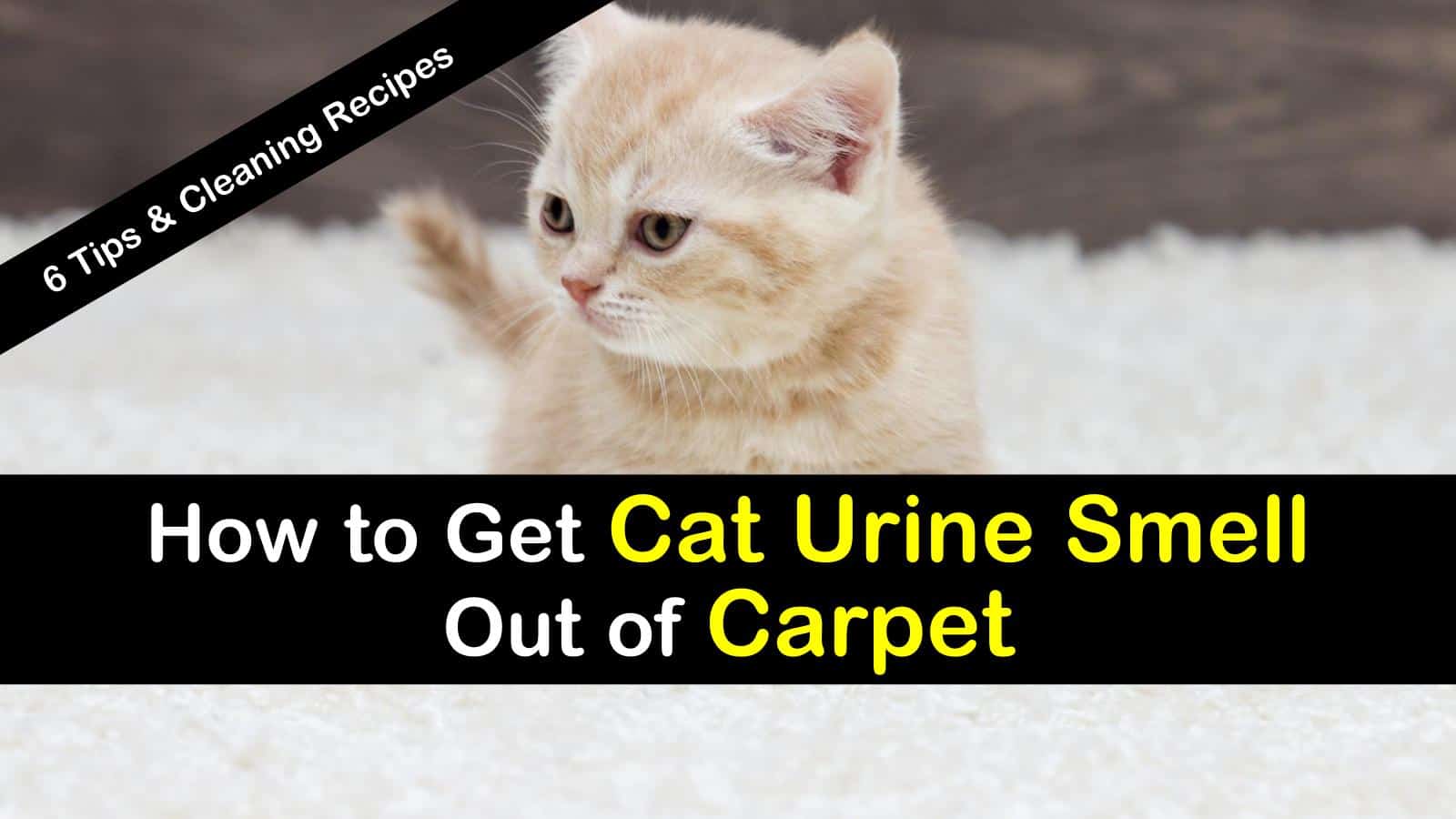 How to Get Cat Urine Smell Out of Carpet - 6 Tips and ...