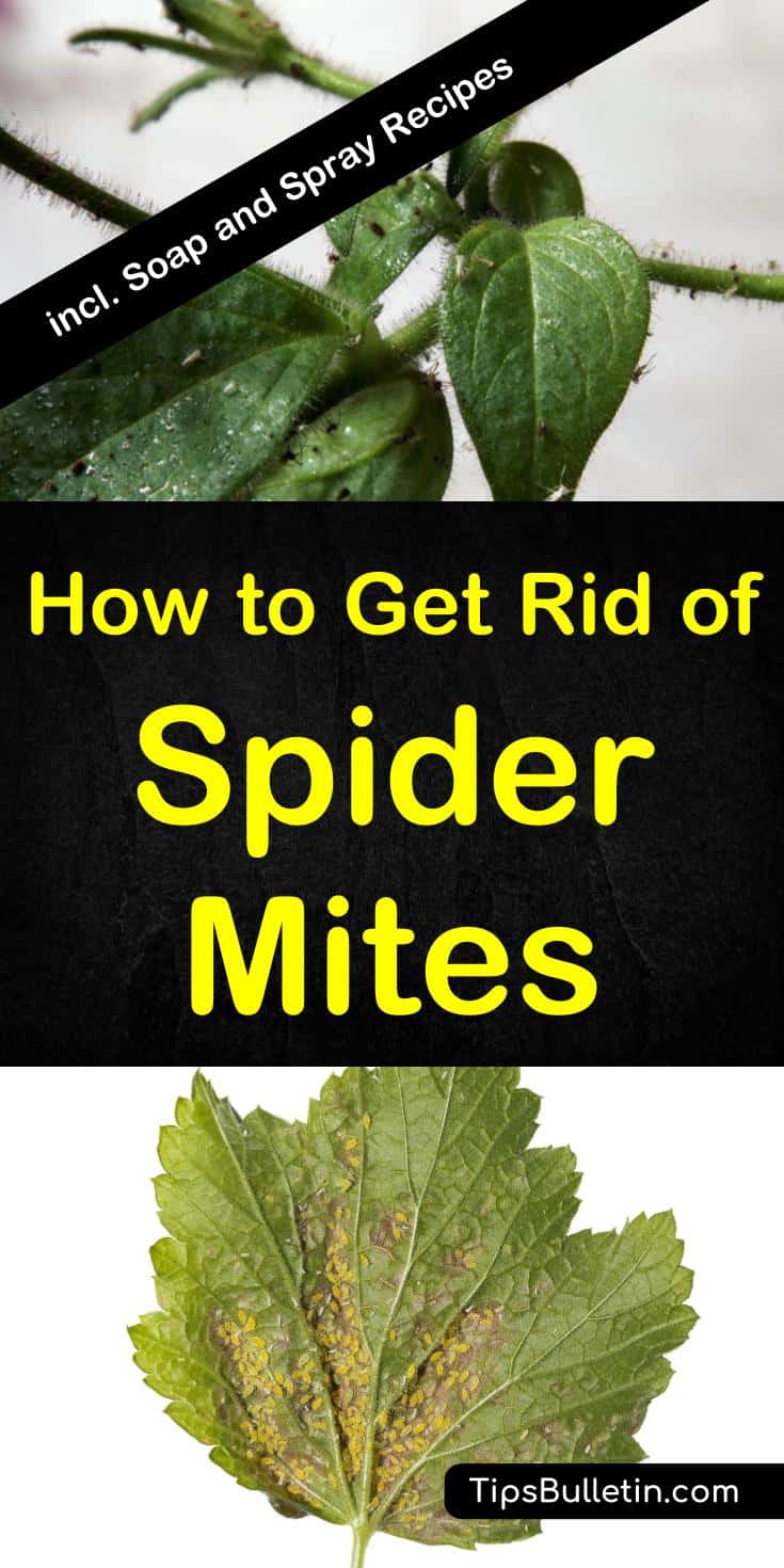 How to get rid of spider mites - including instructions and pictures on how to find an infestation on plants and in your garden. Covers prevention, how to kill spider mites effectively using natural remedies. Includes homemade DIY spray recipes.#spidermites #pestcontrol #houseplants