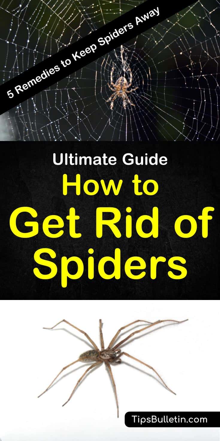 How to get rid of spiders - includes 5 home remedies to keep spiders out of your home.#spider #getridof #repellent