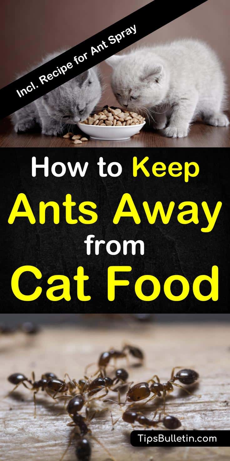 How to keep ants away from cat food, includes tips and recipes to kill and repel ants. Homemade ants spray.#ants #catfood #pestcontrol