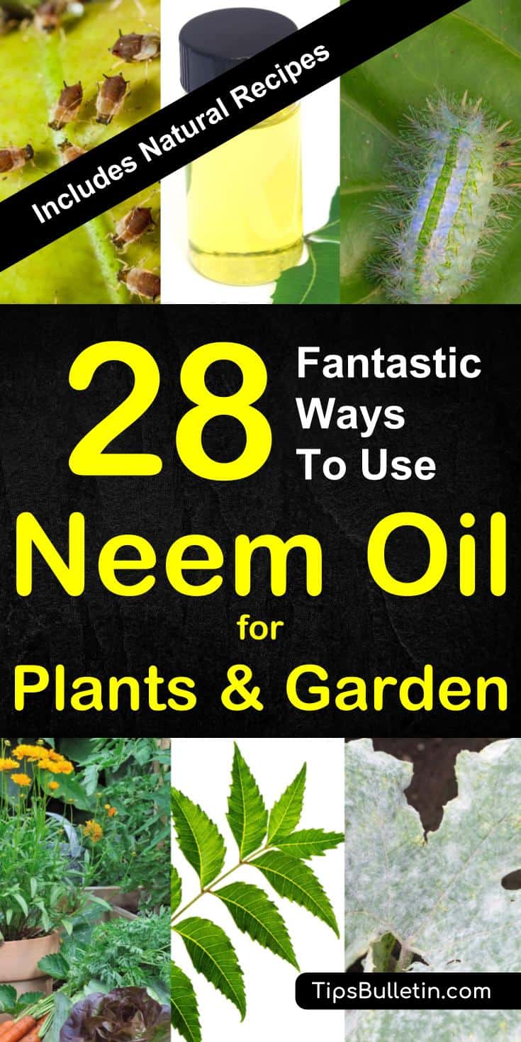 28 ways to use neem oil for plants - including tips and recipes for natural pest control sprays using neem oil on mildew, spider mites, aphids, whiteflies and others.#neemoil #neemoilforplants