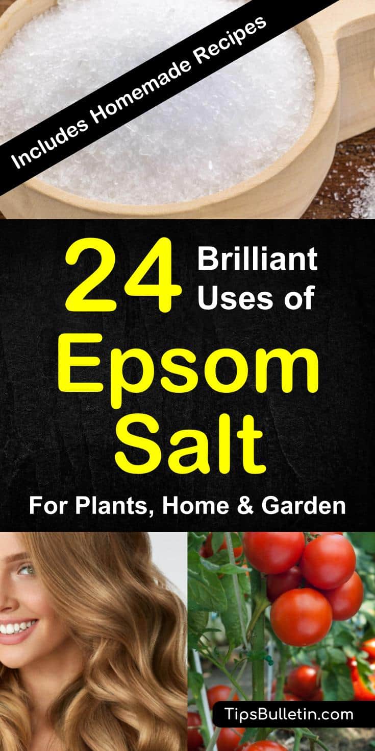 Epsom salt uses for plant, garden, health and home application. Including using this home remedy for detox, skin, hair, feet soak, bath as well as lawn fertilizer, to boost growing tomatoes and peppers. Includes several recipes.#epsomsalt #plant #health #bath